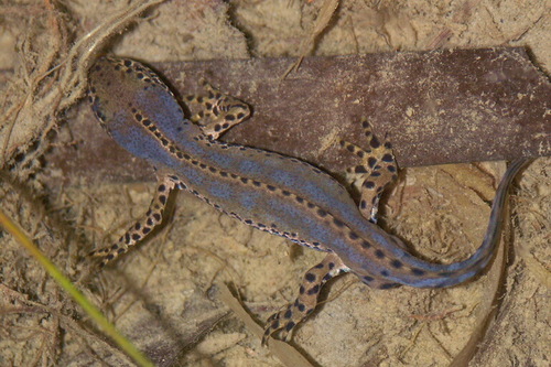Alpine Newt