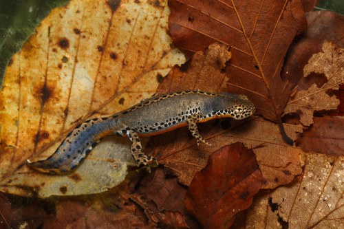 Alpine Newt