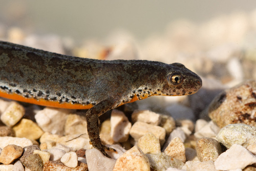 Alpine Newt