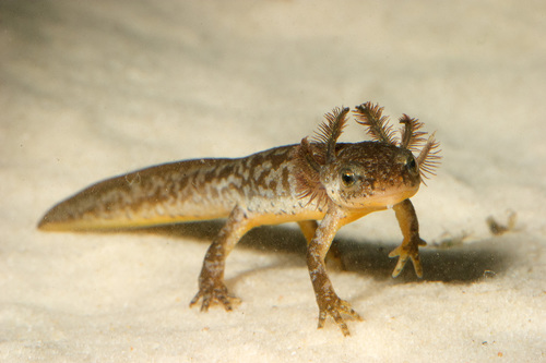 Alpine Newt