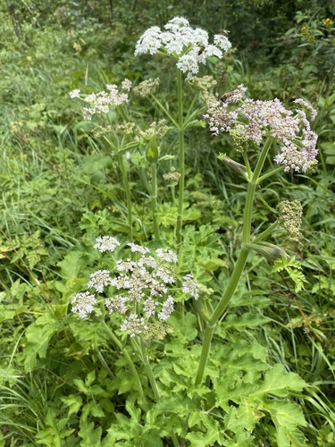 hogweed