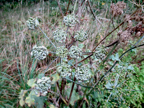 hogweed
