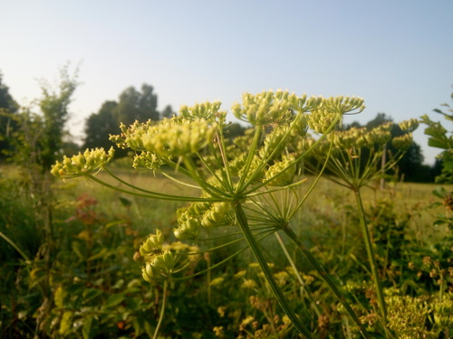 hogweed