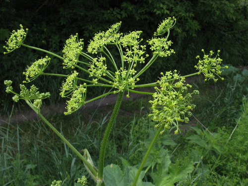 hogweed