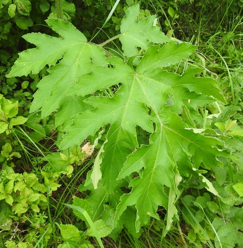 hogweed