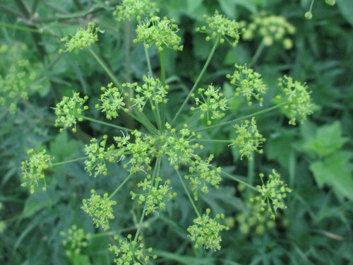 hogweed