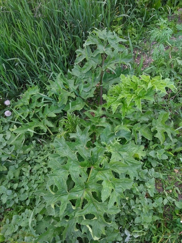hogweed