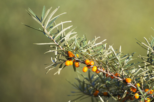Sea-buckthorn