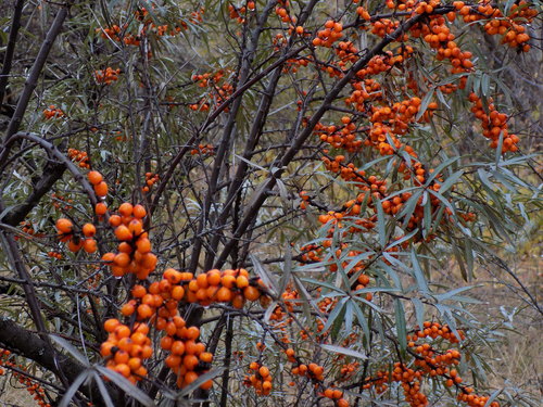 Sea-buckthorn
