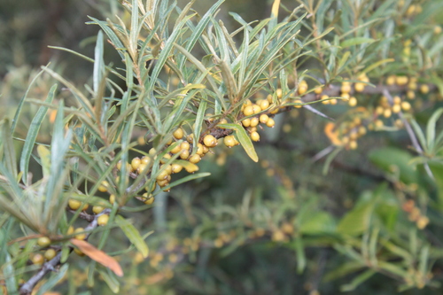 Sea-buckthorn