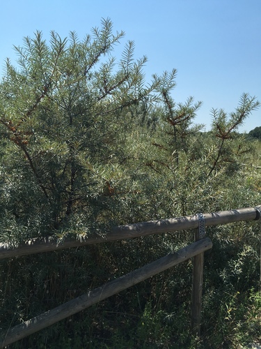 Sea-buckthorn