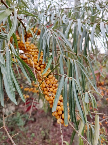 Sea-buckthorn