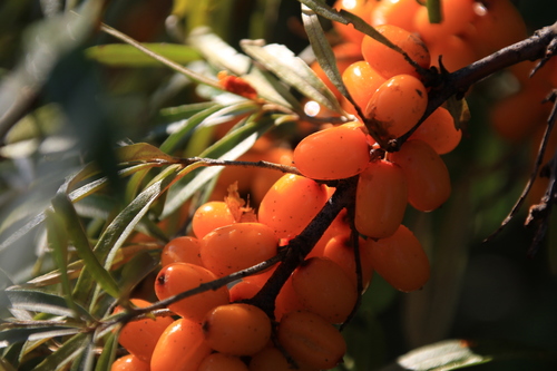 Sea-buckthorn