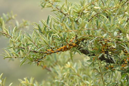 Sea-buckthorn