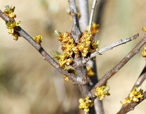 Sea-buckthorn