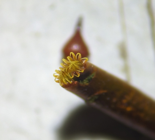 Cypress-leaved Plait-moss