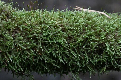 Cypress-leaved Plait-moss
