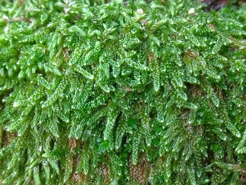 Cypress-leaved Plait-moss