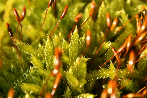 Cypress-leaved Plait-moss