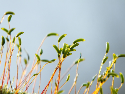 Cypress-leaved Plait-moss