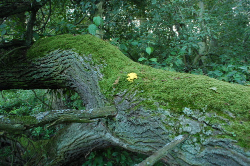 Cypress-leaved Plait-moss