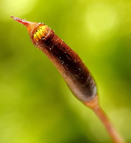 Cypress-leaved Plait-moss
