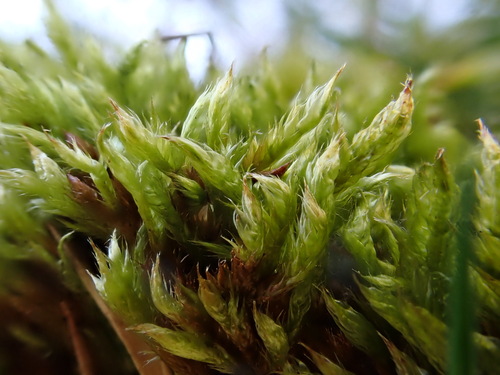 Cypress-leaved Plait-moss