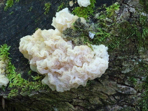 white jelly fungus
