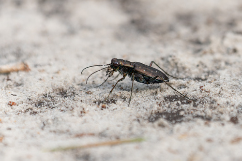 Punctured Tiger Beetle