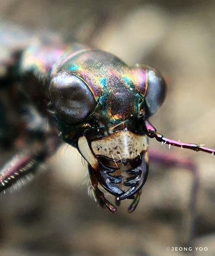 Punctured Tiger Beetle