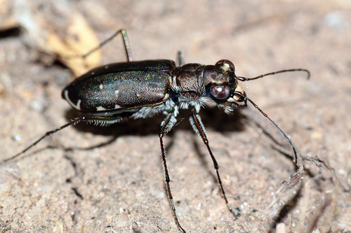 Punctured Tiger Beetle