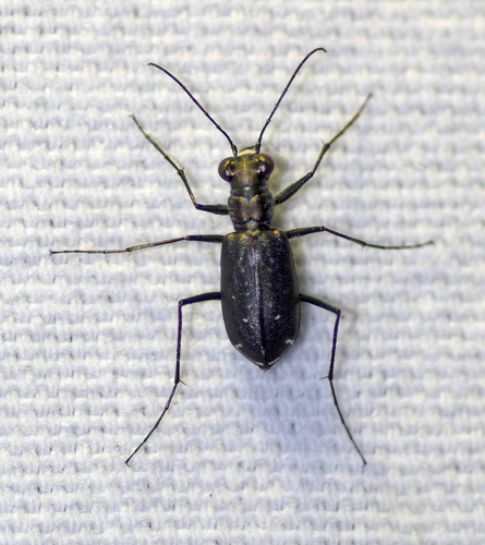 Punctured Tiger Beetle