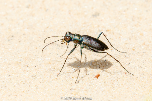 Punctured Tiger Beetle
