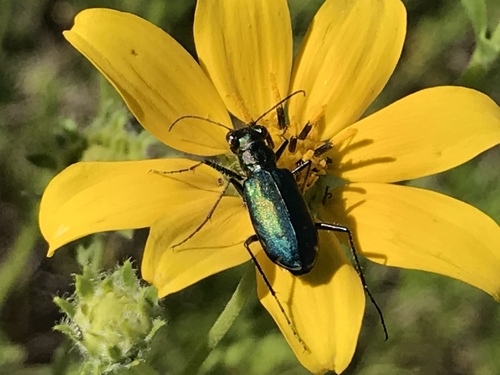 Punctured Tiger Beetle