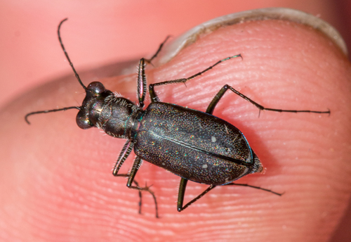 Punctured Tiger Beetle