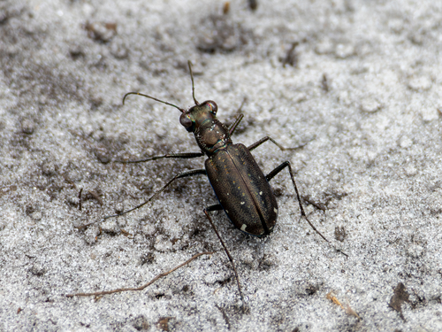 Punctured Tiger Beetle