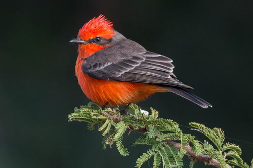 Vermilion Flycatcher
