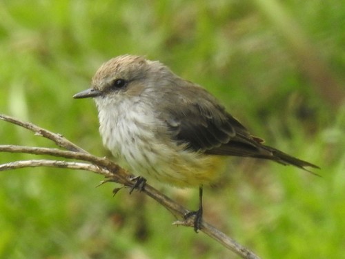 Vermilion Flycatcher