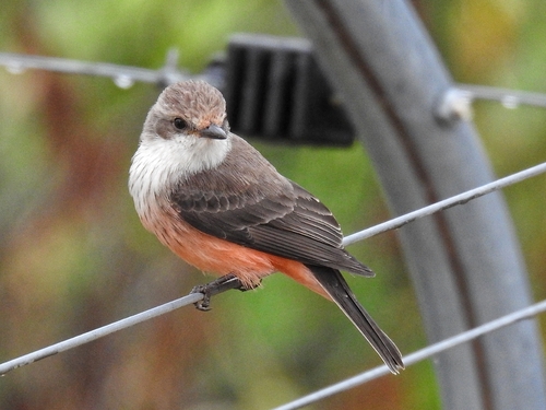 Vermilion Flycatcher