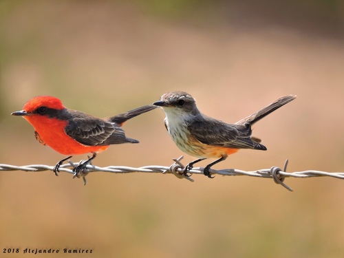 Vermilion Flycatcher