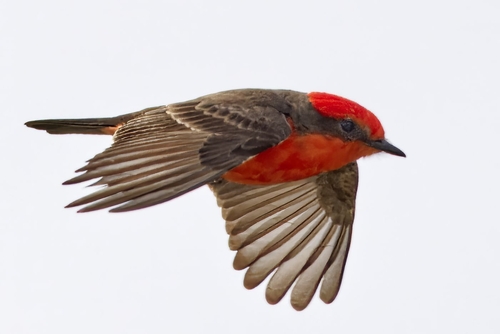 Vermilion Flycatcher