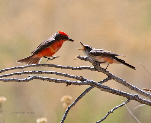 Vermilion Flycatcher