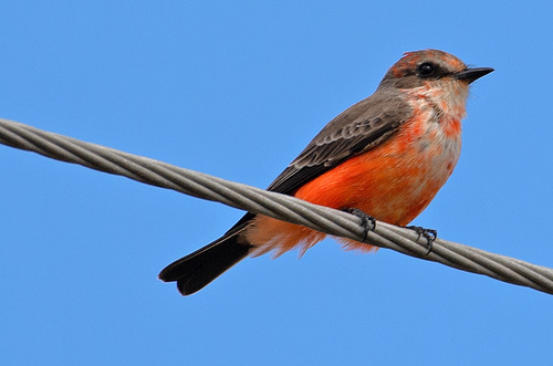 Vermilion Flycatcher