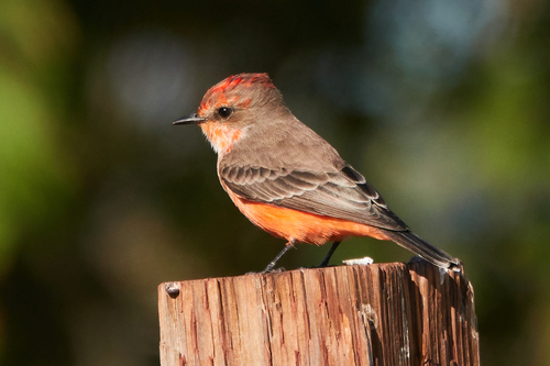 Vermilion Flycatcher