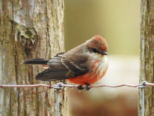 Vermilion Flycatcher