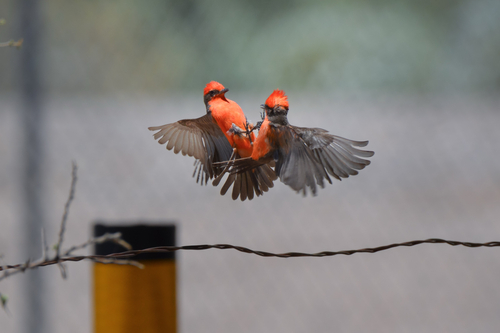 Vermilion Flycatcher
