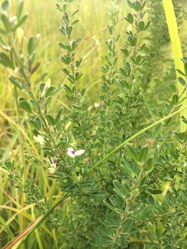 Chinese bushclover