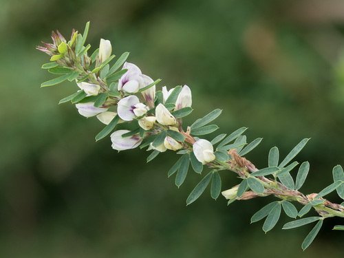 Chinese bushclover