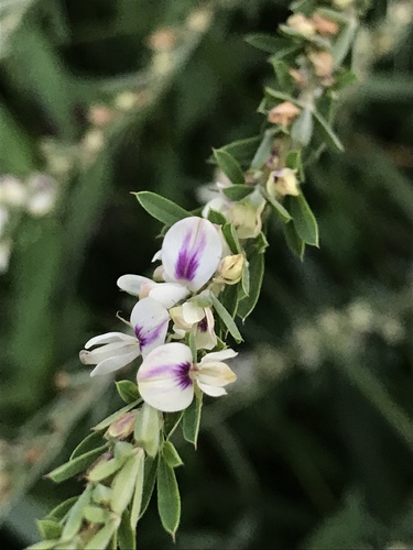 Chinese bushclover
