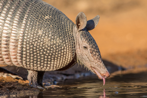 Mexican Long-nosed Armadillo